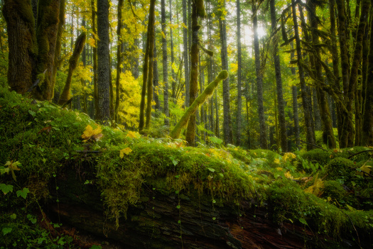 The Gifford Pinchot National Forest is among 17 national forests managed under the Northwest Forest Plan. (heidi/Adobe Stock)