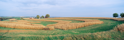 Practical Farmers of Iowa is offering landowners incentives to restore habitat to low-yield areas. (Adobe Stock) 