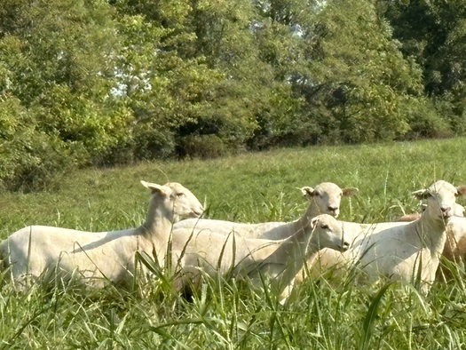 Sheep graze on a solar field in Garrard County owned by Silicon Ranch Corp. (Silicon Ranch)