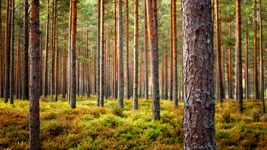 The USDA says in Illinois in 2021, there were 9.50 billion cubic feet of live trees in forests. (Adobe Stock)