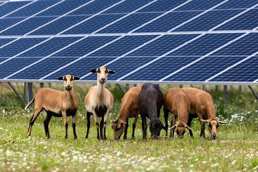 The Center for Rural Affairs said if all forecasted solar in the Midwest was developed on prime farmland, it would occupy only 1.45% to 2.9% of such farmland in this part of the nation. (Adobe Stock)