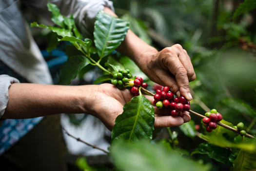 Brazil and Vietnam are currently the largest coffee-producing countries in the world. Production is increasing in China and even in California and on the Gulf Coast. (Somchai20162516/Adobe Stock)