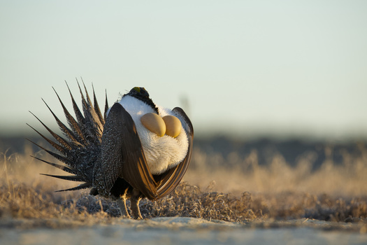 The greater sage grouse habitat stretches across ten states in the West, including Oregon.  (tomreichner/Adobe Stock)