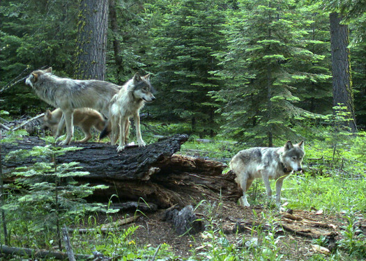 The Oregon Department of Fish and Wildlife said 19 wolves have been killed in the state since 2015. (ODFW)