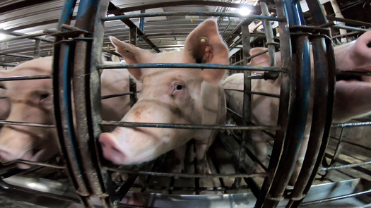 A California law banning restrictive crates for pigs could be invalidated by a provision in the Republican proposal for the new Farm Bill. (Animal Equality)
