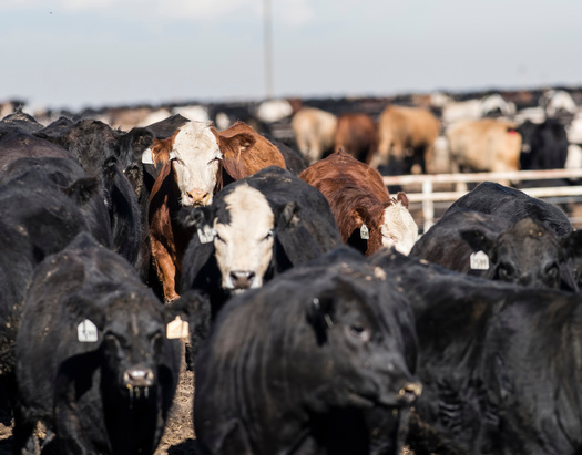 One cow can produce up to 264 pounds of methane every year, and it's estimated that livestock production is responsible for 30% of global anthropogenic methane emissions. (Adobe Stock)