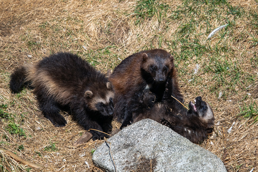 Conservation groups in Montana have sued the U.S. Forest Service for a logging project in an area of the Bitterroot National Forest that's been home to a successful wolverine den, according to Alliance for the Wild Rockies. (Adobe Stock) 