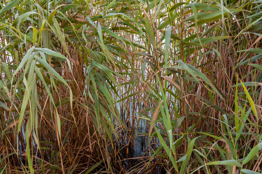 Arundo was initially introduced to the Western United States for erosion control and aesthetics, according to Watershed Management Group. (Adobe Stock)