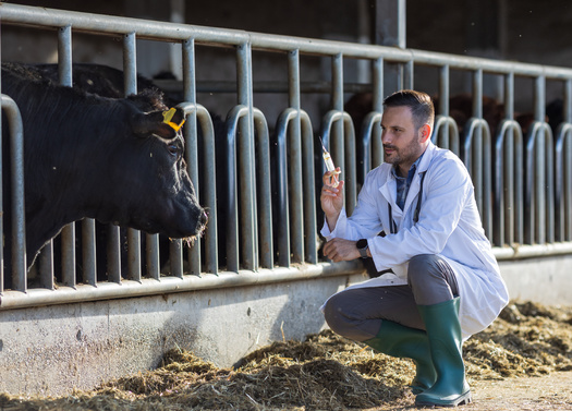 A multistate outbreak of highly pathogenic avian influenza in dairy cows was first reported on March 25, according to the Centers for Disease Control and Prevention. (Adobe Stock)