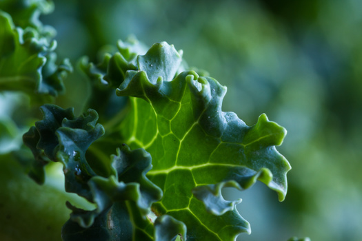 Environmental researchers say locally based-food growers tend to be more conscious about minimizing harmful runoff from their farmland. (Adobe Stock)