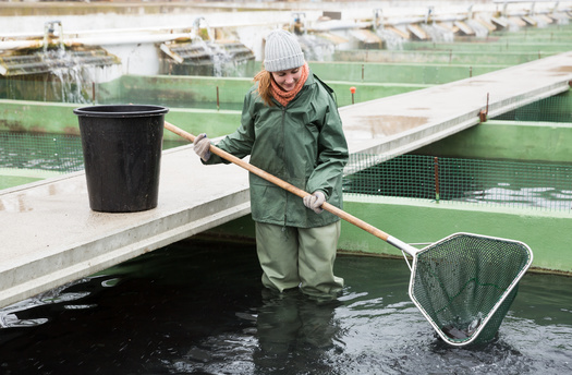 In 2017, the country's seafood industry supported 1.7 million jobs and contributed $212 billion in sales, according to NOAA's Office for Coastal Management. (Adobe Stock) 