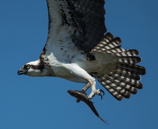 Menhaden are forage fish species and filter feeders, each capable of filtering up to seven gallons of water per minute. (Photo of female Osprey with Menhaden/TRCP)