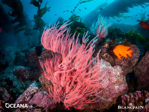 A 2023 report by Oceana and Turtle Island Restoration Network found that more than half of the animals caught in gillnets are thrown overboard as waste. (Oceana and Blancpain)