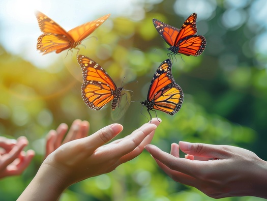 Declining monarch butterfly populations are getting help from 