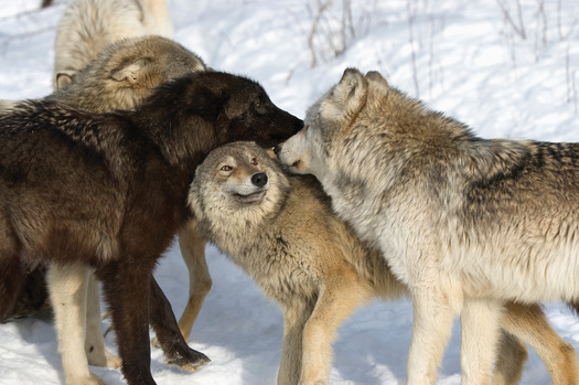 Wildlife 
