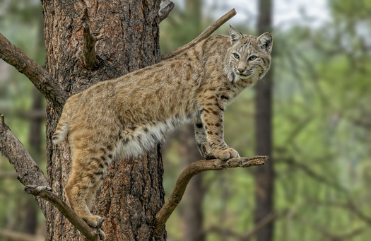 Bobcats were protected in Indiana until 2005, when they were removed from the state's endangered species list. (Adobe stock)