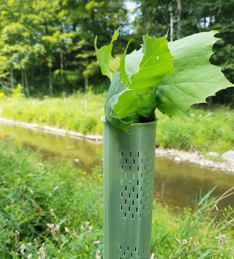 The GIANT Company and the nonprofit organization Keep Pennsylvania Beautiful provided more than $108,000 in funding to support 32 different tree planting projects. (Chesapeake Bay Foundation)