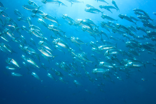 A 2021 Atlantic herring stock assessment estimated the population at 39,000 metric tons, or roughly 20% of its biomass target, compared with the late 1960s, when the stock was estimated at more than one million metric tons, according to the Theodore Roosevelt Conservation Partnership. (Adobe Stock)