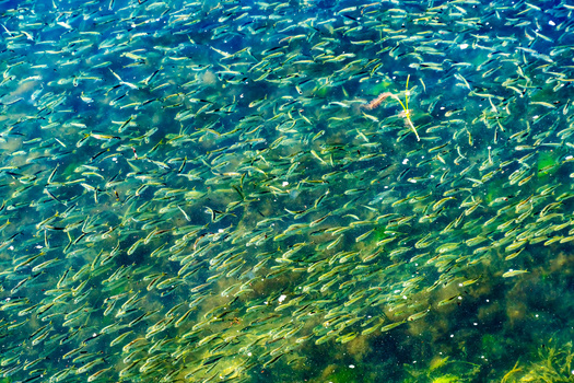 The menhaden catch limit in the Chesapeake Bay was set in 2006 and lowered to its current limit in 2017. (Bill Perry / Adobe Stock)