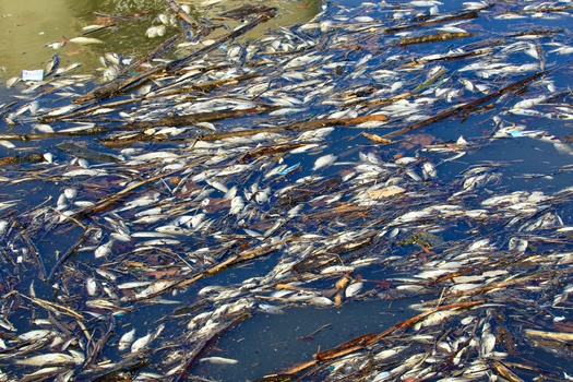 State environmental officials in North Dakota said large bodies of water such as Devil's Lake have not seen many fish kills or other harmful effects because the state has not seen a lot of factory farms in the region. But changes to the law are being pursued to boost animal agriculture in North Dakota. (Adobe Stock)