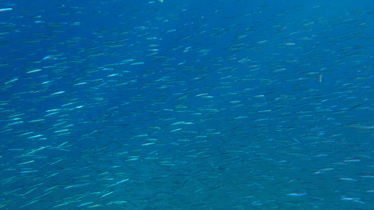 U.S. Sen. Richard Blumenthal, D-Conn., introduced legislation in 2019 to address the management and conservation of forage fish. Although the bill has been reintroduced in every session since, it has yet to pass either chamber of Congress. (Adobe Stock)