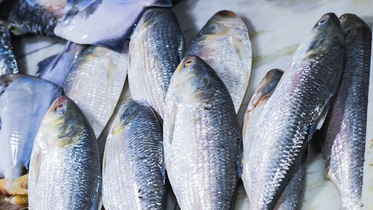 The New England Fishery Management Council is developing new management strategies for important forage fish stock off the Massachusetts coast, with the goal of improving river herring conservation. (Adobe Stock)