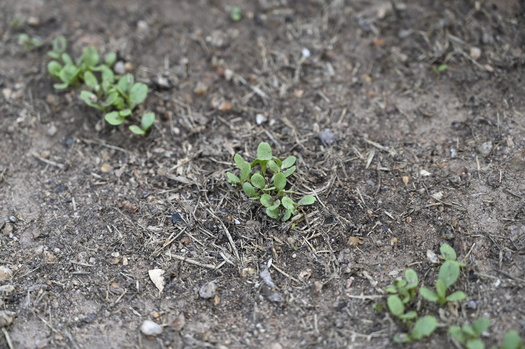Living roots reduce soil erosion and provide food for organisms like earthworms and microbes that cycle the nutrients plants need, according to the U.S. Department of Agriculture. (Adobe Stock) 