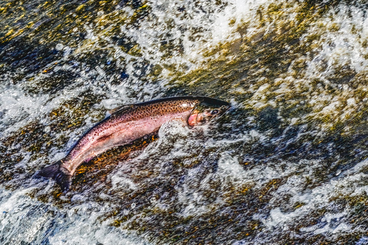 Salmon species in the Northwest have been struggling because of increasing temperatures. (Cavan/Adobe Stock)