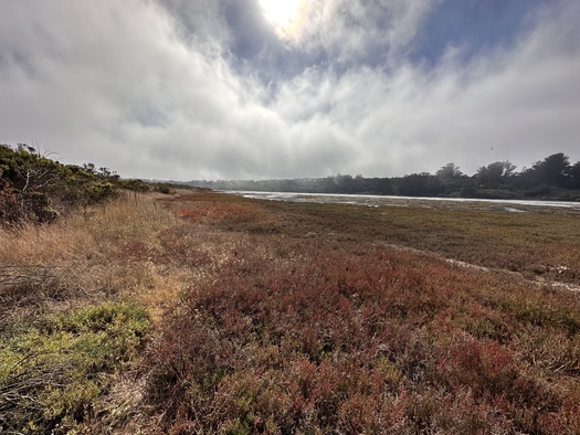 Elkhorn Slough near Monterey is one of many areas likely to be included in the list of protected areas under the state's 30x30 plan.  (Kerstin Wasson)