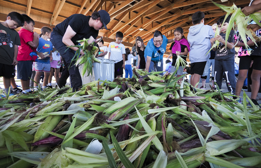 Winnebago adults and children husking corn during the 2024 Indian Corn Harvest. (Photo courtesy Ho-Chunk, Inc.)