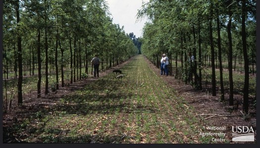 The practice of agroforestry combines traditional agricultural practices of raising livestock with growing trees and shrubs acting as carbon sinks on the same land. (Mongabay/Natural Resources Conservation Service) 