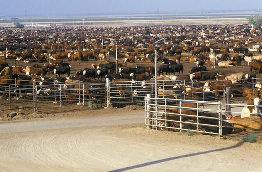 Air pollution from livestock farms and feed production is estimated to cause 16,000 deaths per year. (Adobe Stock)