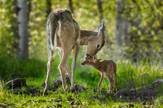 New federal legislation would allow land managers to prioritize the needs of wildlife during critical times, including calving season. (Adobe Stock)