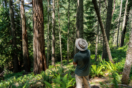 The BLM's Blue and Gold timber sale is on the Oregon coast north of Roseburg. (Cascadia Wildlands)