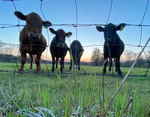 Concentrated animal feeding operations make up about 6% of farming operations in Missouri, but are the source of a great deal of air and water pollution due to the concentration of farm animals.(Adobe Stock)