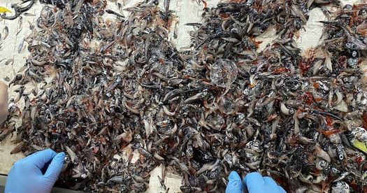 Contents of a net fished in the North Atlantic mesopelagic are being sorted onboard the RV Celtic Explorer. (HulloThere/Wikimedia Commons)
