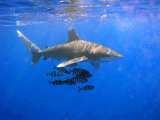 Their distinctive fins make oceanic whitetip Sharks especially desirable in the international shark fin trade. Fishermen often cut off the fins and sell them. (ThomasEhrensperger/WikiCommons)