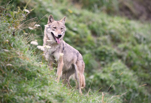 According to 2022 data, there were roughly 2,800 wolves distributed across at least 286 packs in seven western states, according to the U.S. Fish and Wildlife Service. (Adobe Stock)