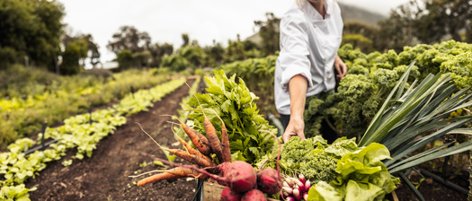 For fiscal year 2024, the Patrick Leahy Farm to School Grant Program is giving out a record $14.3 million in funding. (Adobe Stock) 