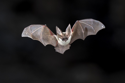 The gray bat, one of Tennessee's two endangered bat species, is the state's largest mouse-eared bat. Its gray coat sets it apart from other Myotis bats, and it's mainly found in eastern and middle Tennessee. (creativenature.nl/Adobe Stock)