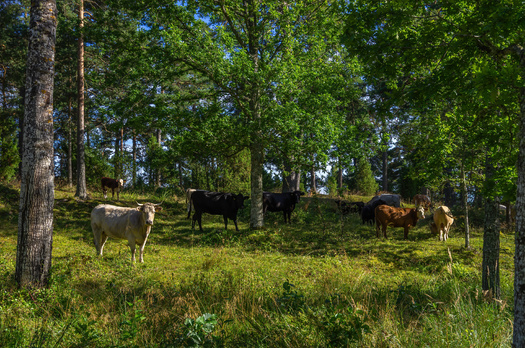 More than 55% of agricultural lands in South Dakota, or 24 million acres, are dedicated to animal production, according to the Governor's Office of Economic Development. (Adobe Stock)