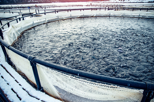 Atlantic salmon is the dominant type of fish farmed globally. (Parilov/Adobe Stock)