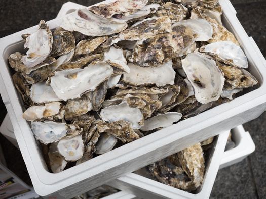 In 2023, Shore to Shell recycled more than 72,000 pounds of oyster shells. (Adobe Stock) 