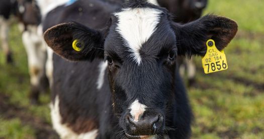 Researchers at the World Resources Institute said the average American can cut their environmental footprint in half by reducing dairy and meat consumption. (Molly Condit/Sinergia Animal/We Animals)