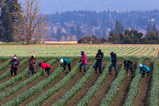 Experts warn that mass deportation would lead to steep price hikes in supermarkets across the nation, given the large share of farmworkers who are undocumented. (Adobe Stock)