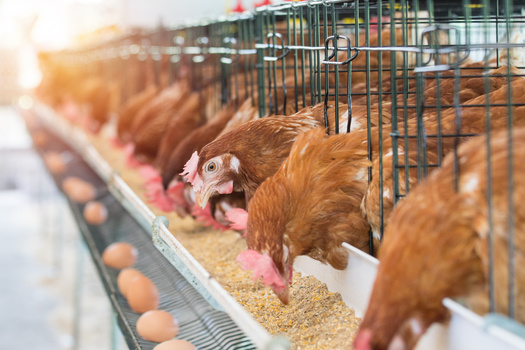 Some Wisconsin farmers were using their own money to feed tens of thousands of chickens after processor Pure Prairie alerted them they were no longer able to pay for feed for their flocks. (Adobe Stock) 