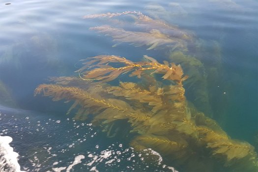 At Ocean Rainforest's Santa Barbara research farm, giant kelp grows at different depths on horizontal lines strung between buoys. (Ocean Rainforest)