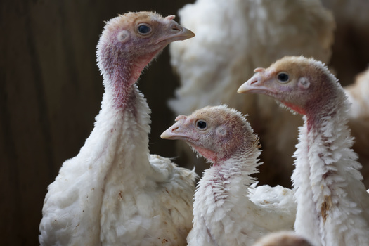 The turkey industry produces more than 5.3 billion pounds of turkey products annually, according to the National Turkey Federation. (Adobe Stock)