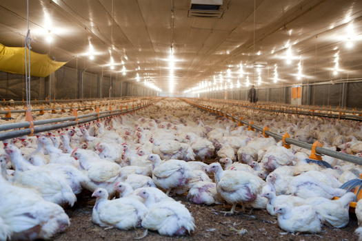 Critics of Concentrated Animal Feeding Operations said the manure from sites is often kept in open-air lagoons, where it is stored until it is sprayed to fertilize farm fields. Any excess manure not soaked up by crops or grasses ends up in aquifers and waterways. (Adobe Stock)