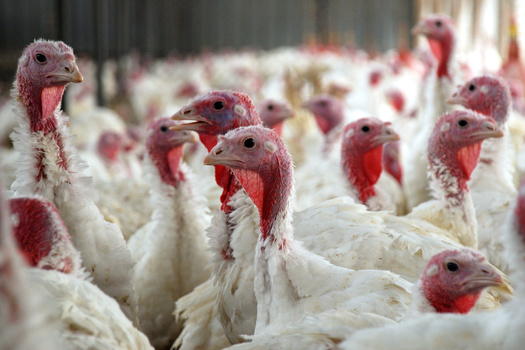 In 2022, more than 210 million turkeys were raised on about 2,500 farms across the United States, according to the National Turkey Federation. (Adobe Stock)